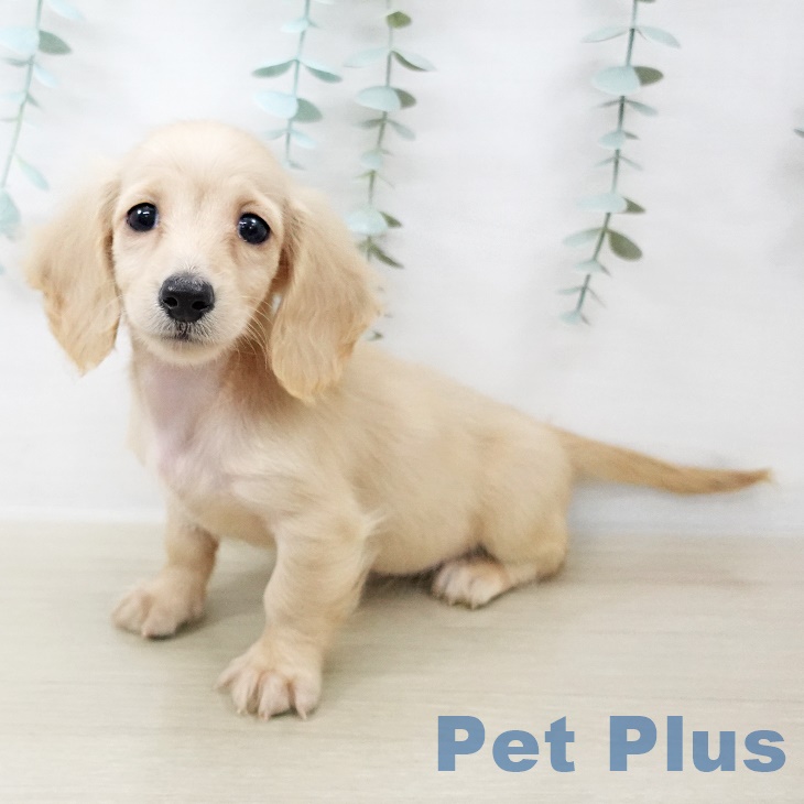 ミニチュア・ダックスフンド