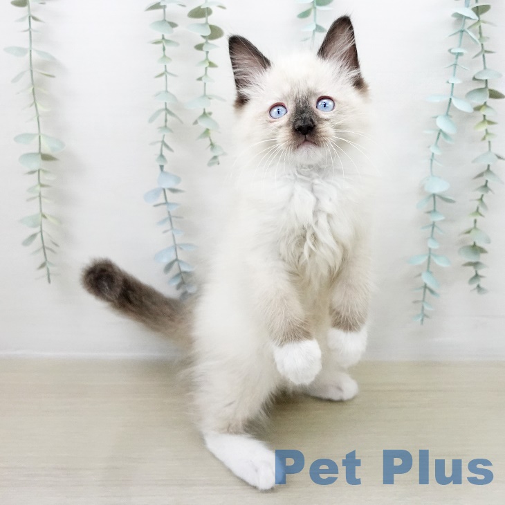 青森県のラグドール (ペットプラス 青森浜田店/2025年8月22日生まれ/男の子/シールポイントミテッド)の子猫の1枚目の画像
