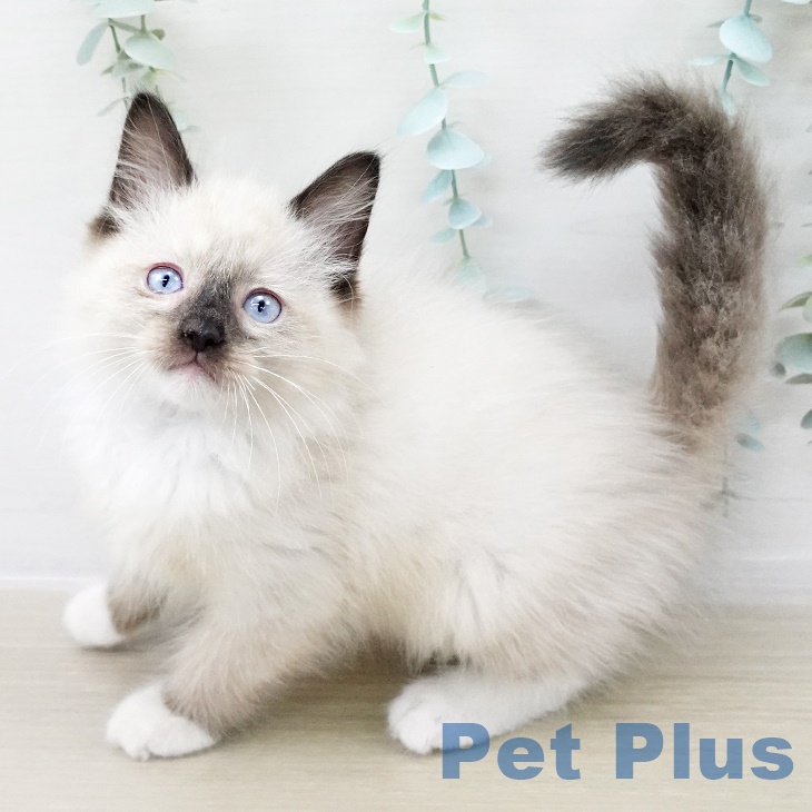 青森県のラグドール (ペットプラス 青森浜田店/2025年8月22日生まれ/男の子/シールポイントミテッド)の子猫の2枚目の画像