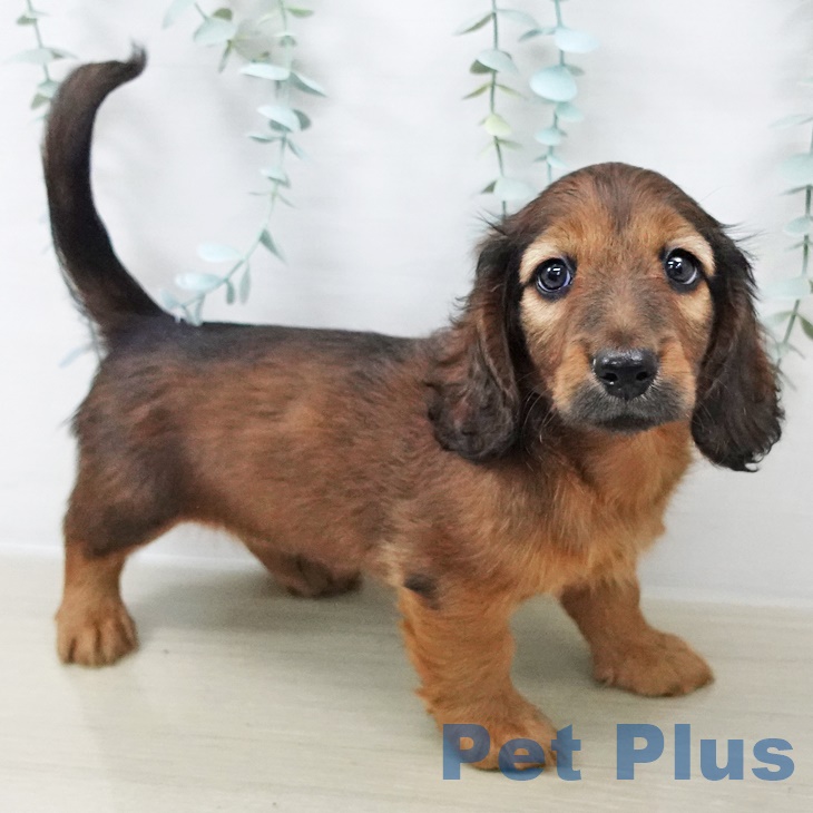 宮城県のミニチュアダックスフンド(ロング) (ペットプラス 仙台泉大沢店/2025年8月28日生まれ/男の子/シェーデットレッド)の子犬の1枚目の画像