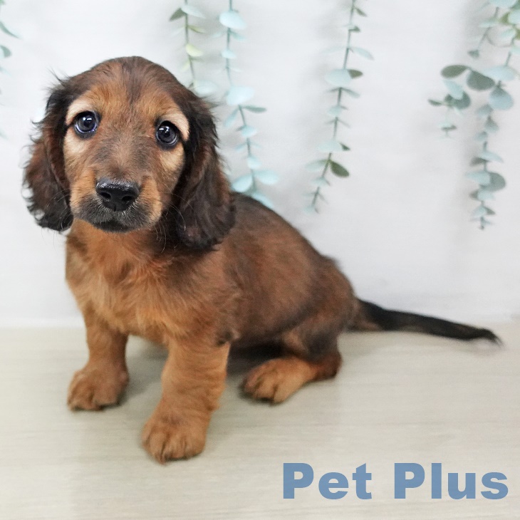 宮城県のミニチュアダックスフンド(ロング) (ペットプラス 仙台泉大沢店/2025年8月28日生まれ/男の子/シェーデットレッド)の子犬の2枚目の画像