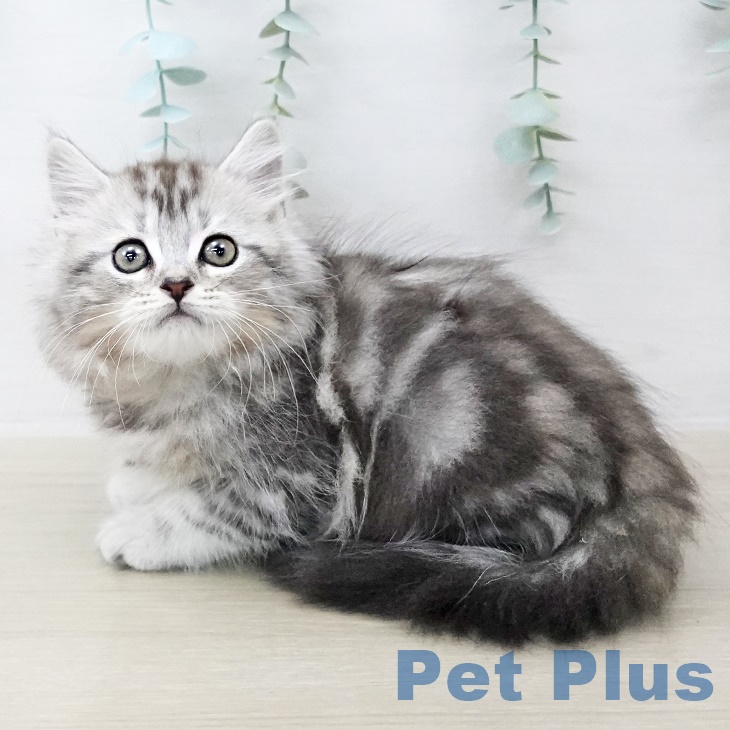 2025年8月29日生まれのスコティッシュフォールド