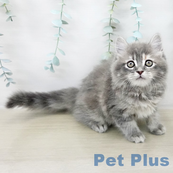 スコティッシュフォールド