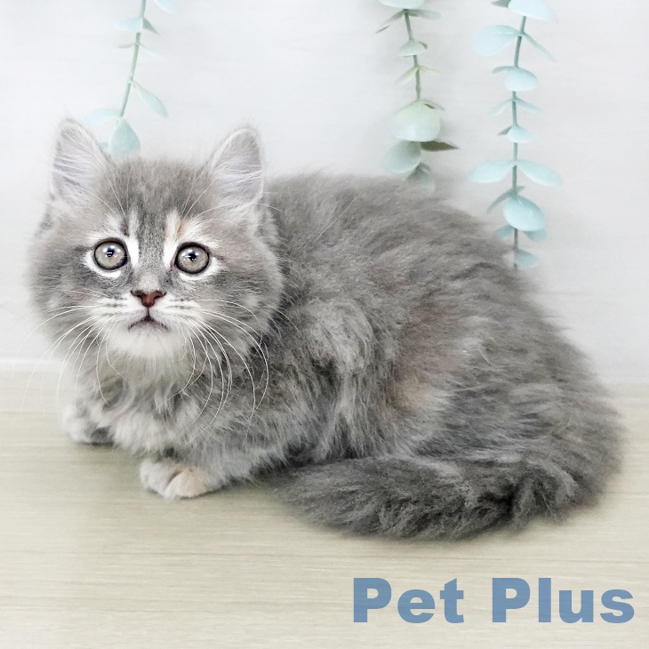 スコティッシュフォールド