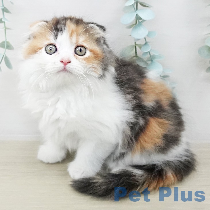 スコティッシュフォールド