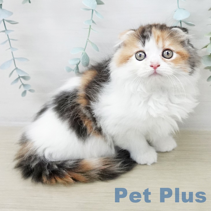 スコティッシュフォールドの写真2