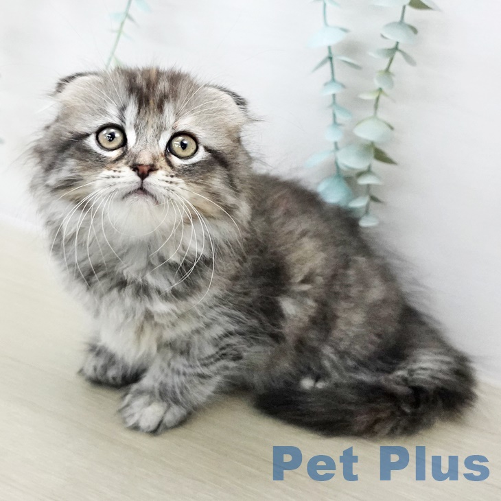 千葉県のスコティッシュフォールド (ペットプラス ユーカリが丘店/2025年8月29日生まれ/女の子/シルバーパッチドタビー)の子猫の1枚目の画像