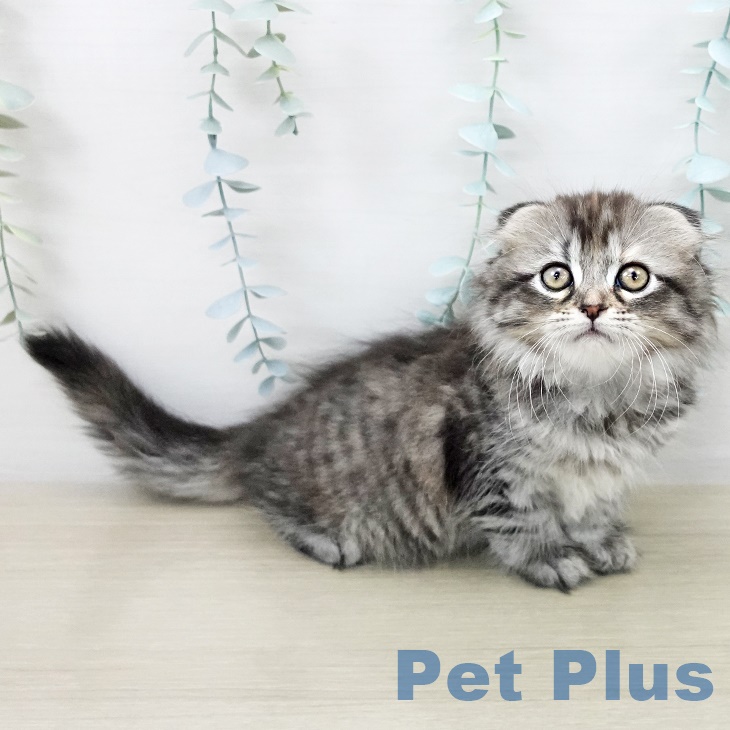 千葉県のスコティッシュフォールド (ペットプラス ユーカリが丘店/2025年8月29日生まれ/女の子/シルバーパッチドタビー)の子猫の2枚目の画像