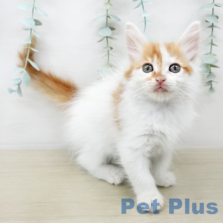 山形県のメインクーン (ペットプラス 天童店/2025年8月20日生まれ/男の子/レッドタビーホワイト)の子猫の1枚目の画像