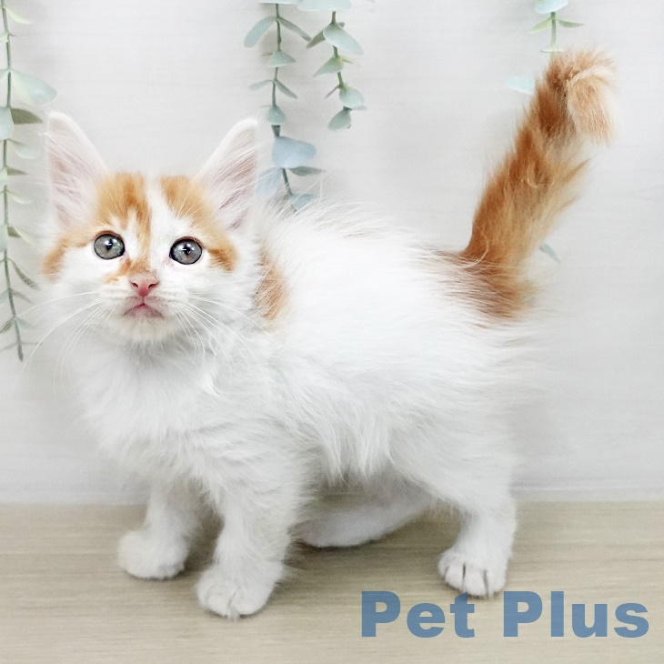 山形県のメインクーン (ペットプラス 天童店/2025年8月20日生まれ/男の子/レッドタビーホワイト)の子猫の2枚目の画像