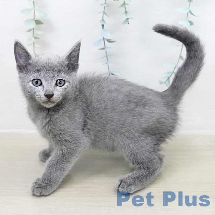 埼玉県のロシアンブルー (ペットプラス コクーンシティ店/2025年8月29日生まれ/男の子/ブルー)の子猫