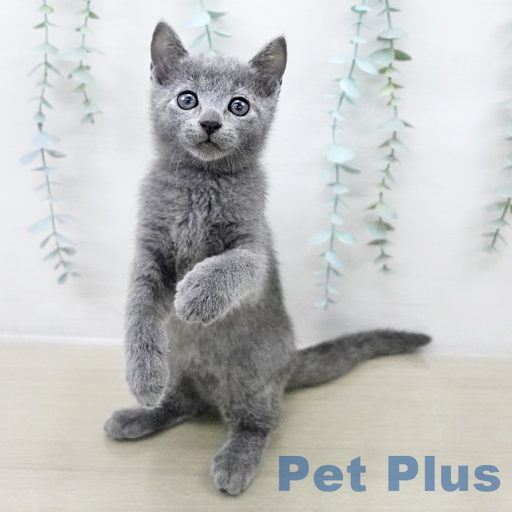 東京都のロシアンブルー (ペットプラス 板橋店/2025年8月29日生まれ/男の子/ブルー)の子猫の1枚目の画像