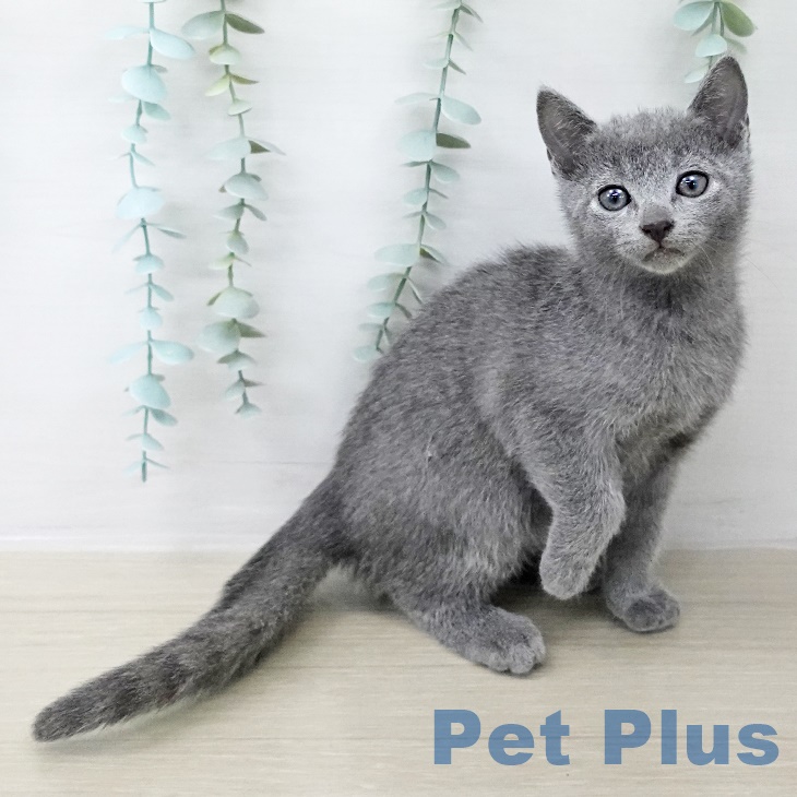 東京都のロシアンブルー (ペットプラス 板橋店/2025年8月29日生まれ/男の子/ブルー)の子猫の2枚目の画像