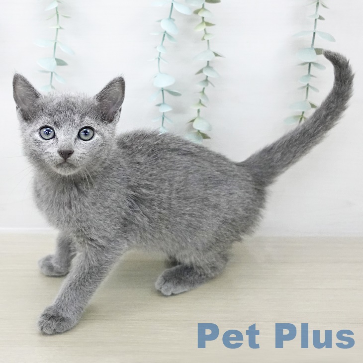 埼玉県のロシアンブルー (ペットプラス 川口店/2025年8月29日生まれ/女の子/ブルー)の子猫の1枚目の画像