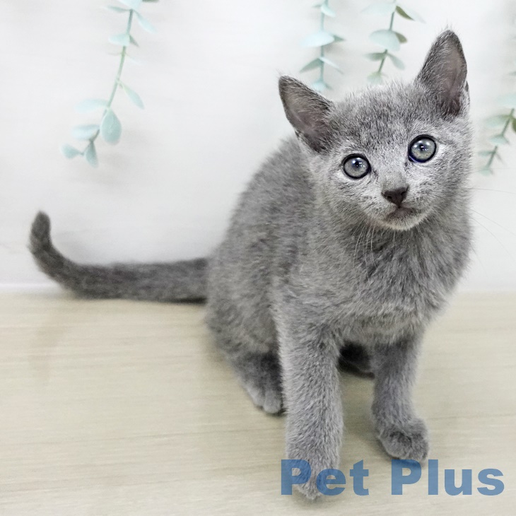 埼玉県のロシアンブルー (ペットプラス 川口店/2025年8月29日生まれ/女の子/ブルー)の子猫の2枚目の画像