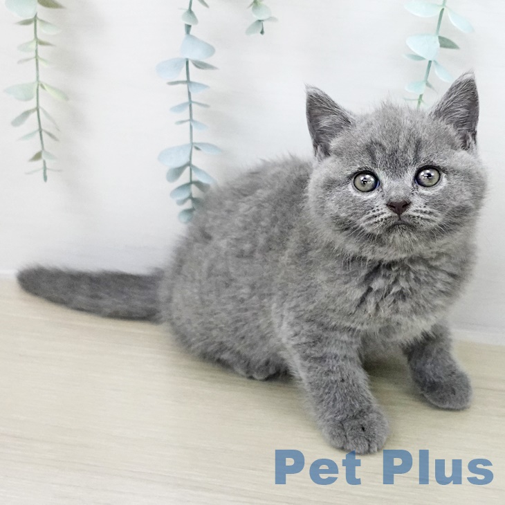 ブリティッシュショートヘア