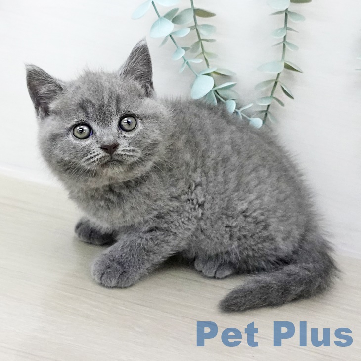 ブリティッシュショートヘアの写真2