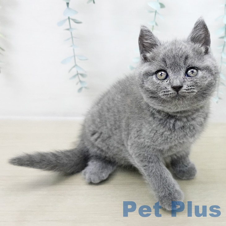 埼玉県のブリティッシュショートヘアー (ペッツワン 新座店/2025年8月29日生まれ/男の子/ブルー)の子猫の1枚目の画像
