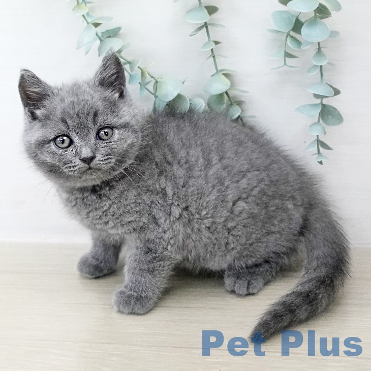埼玉県のブリティッシュショートヘアー (ペッツワン 新座店/2025年8月29日生まれ/男の子/ブルー)の子猫の2枚目の画像