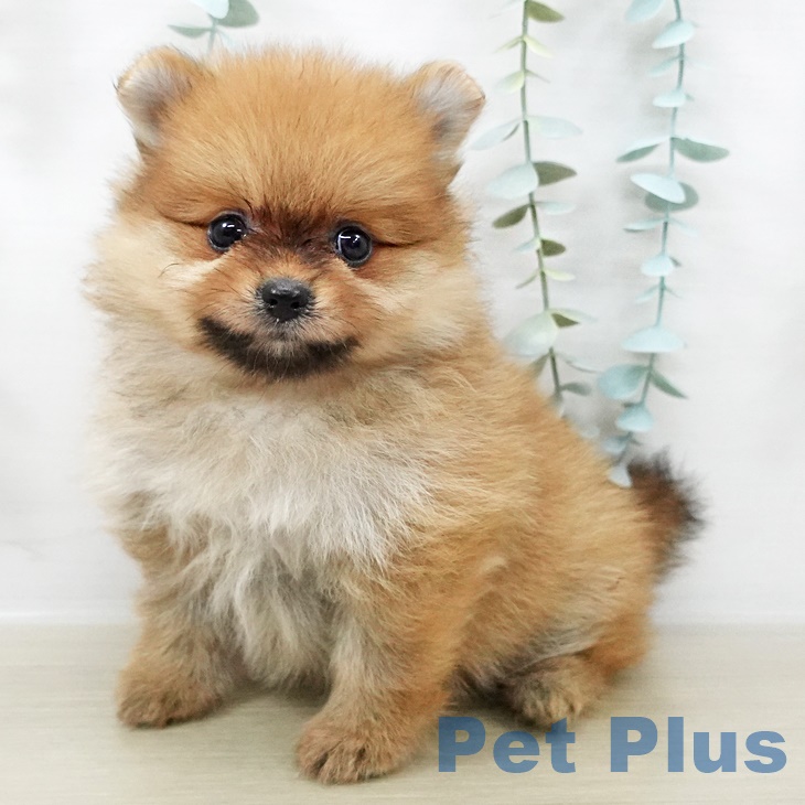 群馬県のポメラニアン (ペットプラス 前橋店/2025年8月27日生まれ/女の子/オレンジ)の子犬の1枚目の画像