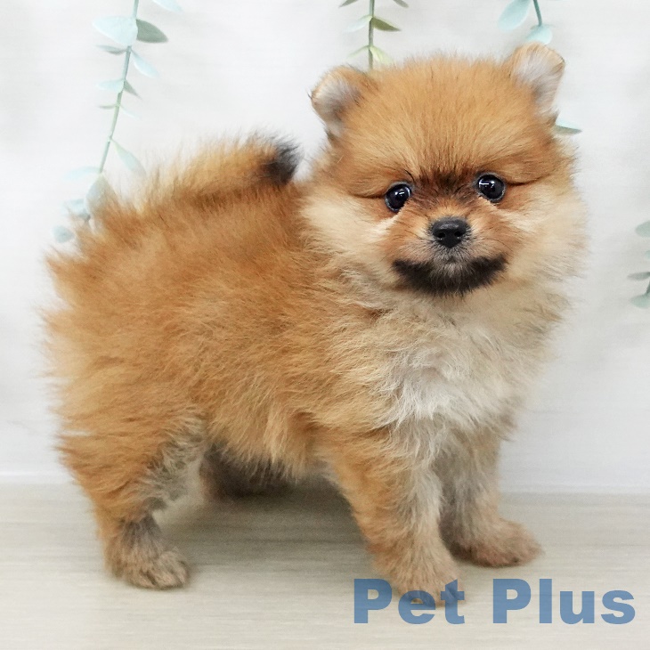 群馬県のポメラニアン (ペットプラス 前橋店/2025年8月27日生まれ/女の子/オレンジ)の子犬の2枚目の画像