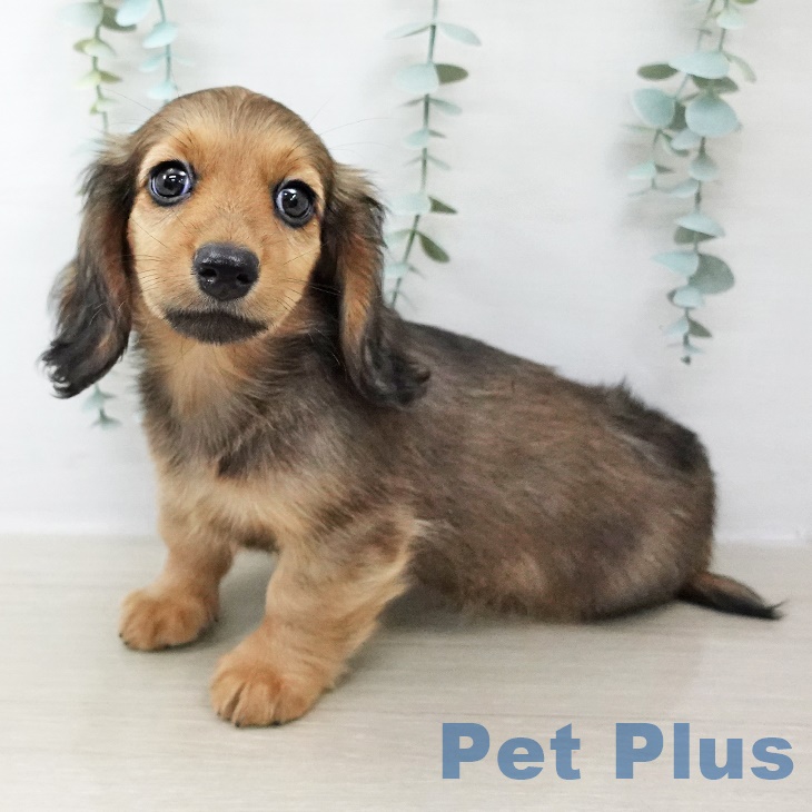 神奈川県のカニンヘンダックスフンド(ロング) (ペットプラス アミーゴ藤沢店/2025年8月23日生まれ/男の子/シェーデットレッド)の子犬の1枚目の画像