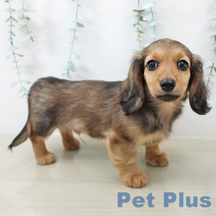 神奈川県のカニンヘンダックスフンド(ロング) (ペットプラス アミーゴ藤沢店/2025年8月23日生まれ/男の子/シェーデットレッド)の子犬の2枚目の画像