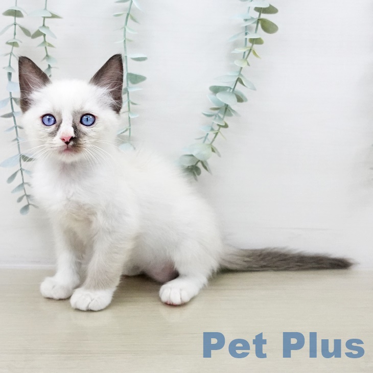 ラグドールの写真2