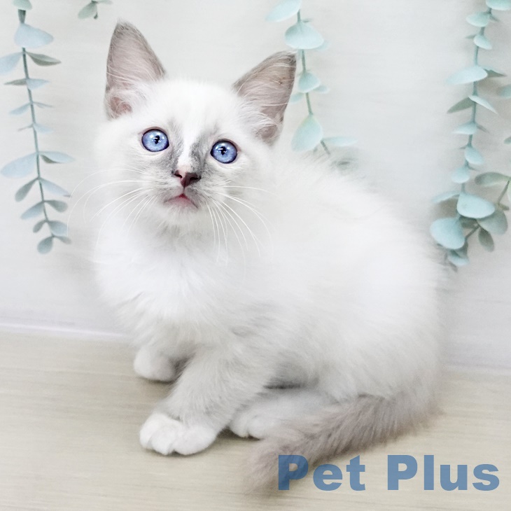 東京都のラグドール (ペットプラス 多摩平の森店/2025年8月26日生まれ/男の子/ブルーポイント)の子猫の1枚目の画像