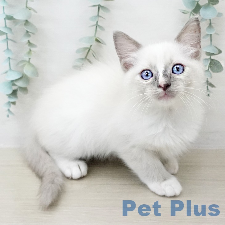 東京都のラグドール (ペットプラス 多摩平の森店/2025年8月26日生まれ/男の子/ブルーポイント)の子猫の2枚目の画像