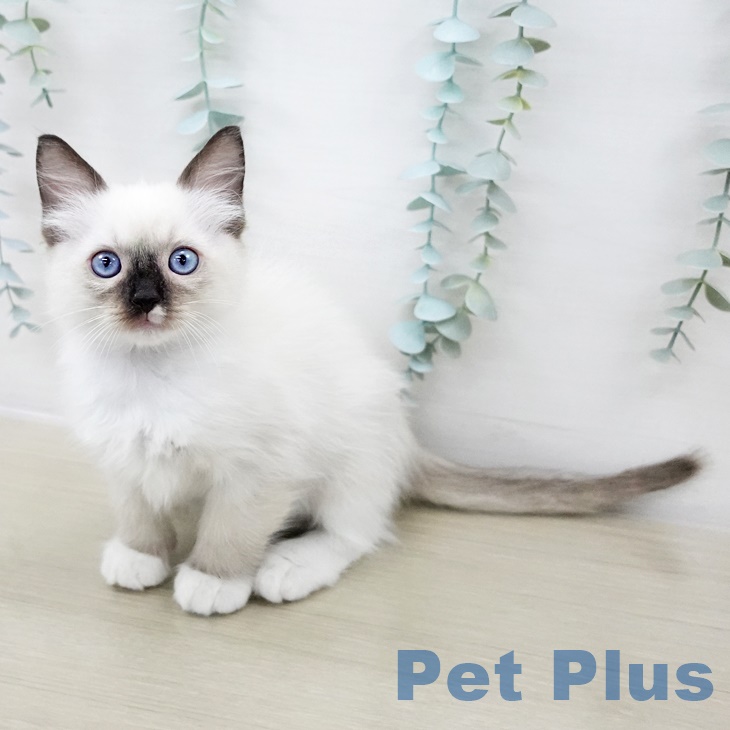 ラグドールの写真2