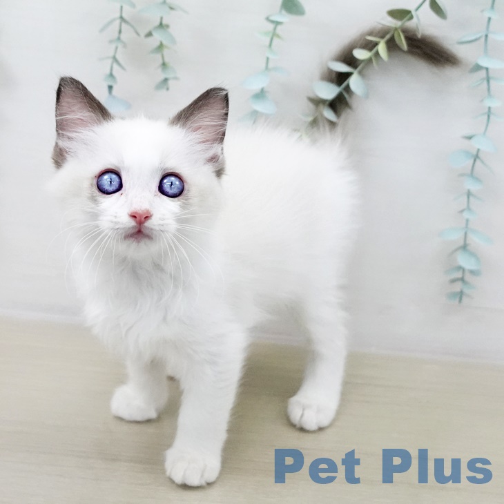 群馬県のラグドール (ペットプラス イオンモール太田店/2025年8月26日生まれ/女の子/シールポイントバイカラー)の子猫の1枚目の画像