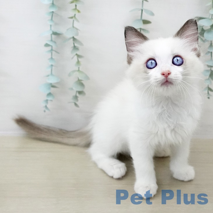 群馬県のラグドール (ペットプラス イオンモール太田店/2025年8月26日生まれ/女の子/シールポイントバイカラー)の子猫の2枚目の画像