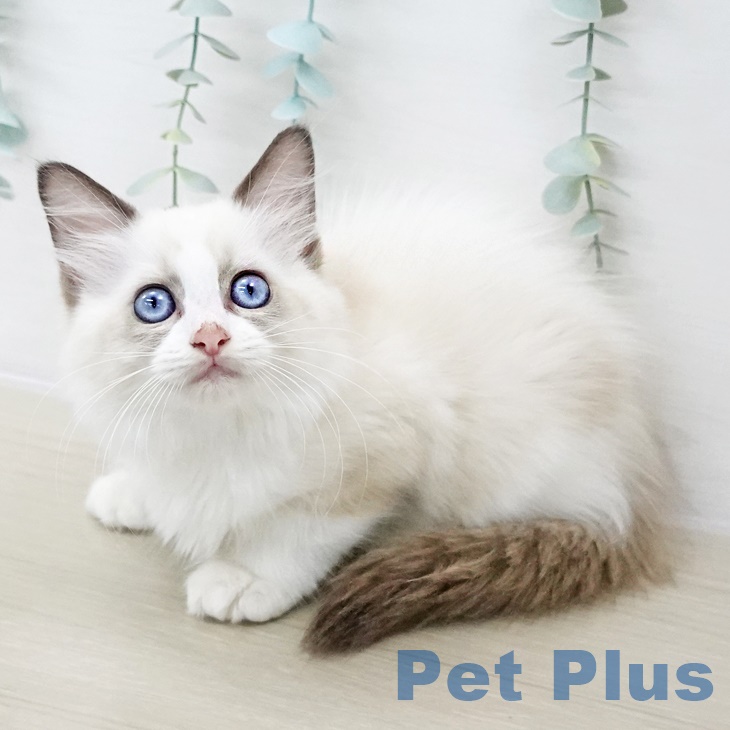 ラグドールの写真2