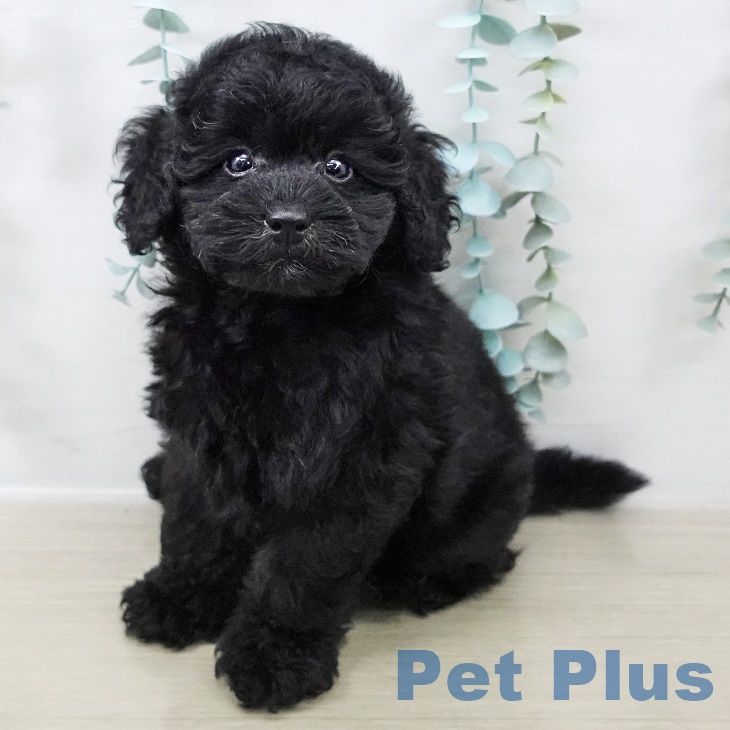 岩手県のトイプードル(トイ) (ペットプラス 盛岡南店/2025年8月29日生まれ/男の子/ブラック)の子犬の1枚目の画像