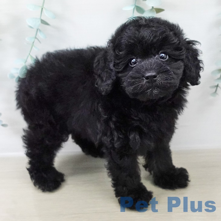 岩手県のトイプードル(トイ) (ペットプラス 盛岡南店/2025年8月29日生まれ/男の子/ブラック)の子犬の2枚目の画像