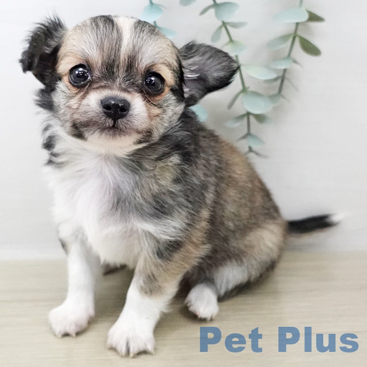 神奈川県のチワワ(ロング) (ペットプラス テラスモール湘南店/2025年8月29日生まれ/女の子/フォーンホワイト)の子犬の1枚目の画像