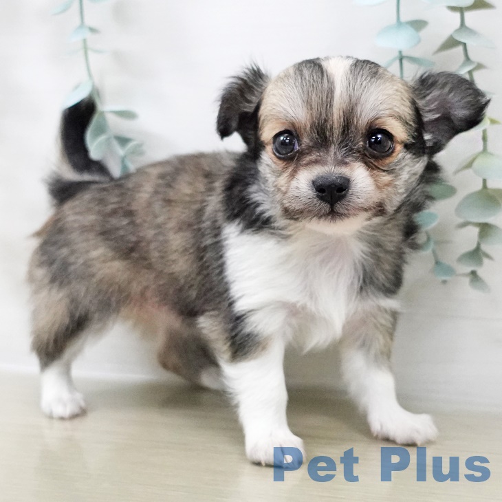 神奈川県のチワワ(ロング) (ペットプラス テラスモール湘南店/2025年8月29日生まれ/女の子/フォーンホワイト)の子犬の2枚目の画像