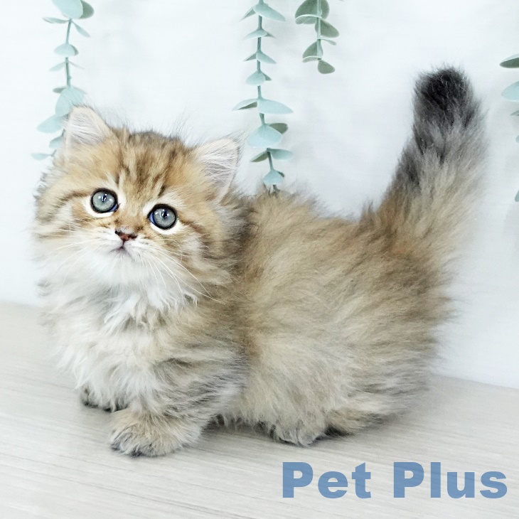 ミヌエットの写真2