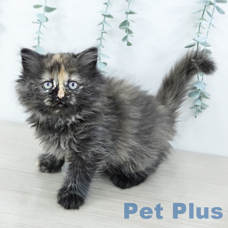 ミヌエットの写真2