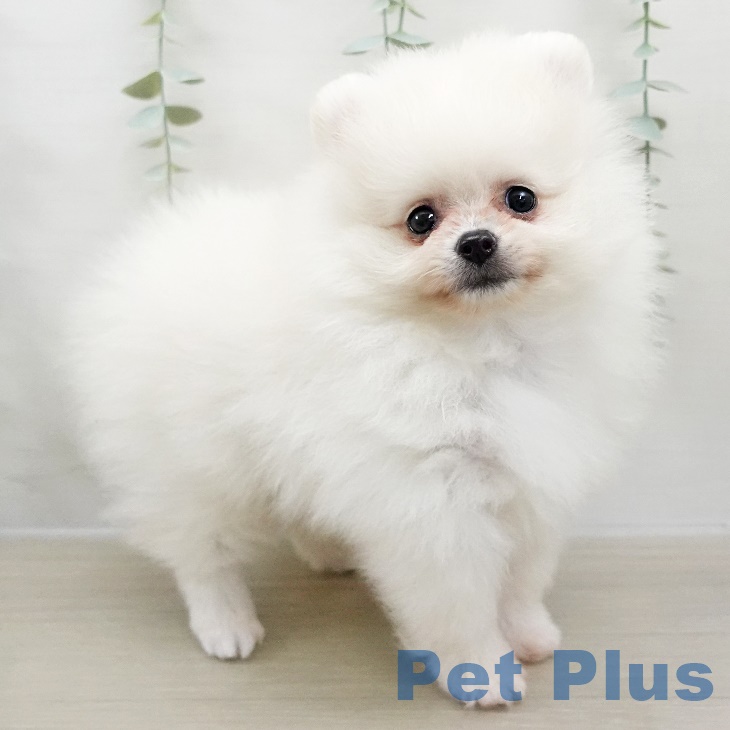 岩手県のポメラニアン (ペットプラス 盛岡南店/2025年8月28日生まれ/男の子/クリーム)の子犬の2枚目の画像