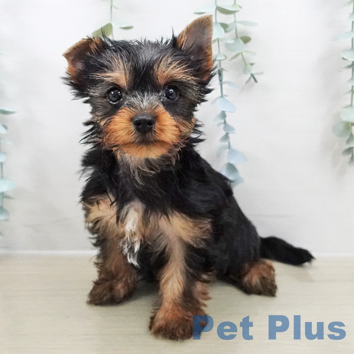 ヨークシャー・テリア