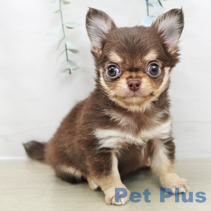 神奈川県のチワワ(ロング) (ペットプラス ゆめが丘ソラトス店/2025年8月27日生まれ/男の子/チョコレートタン)の子犬の1枚目の画像