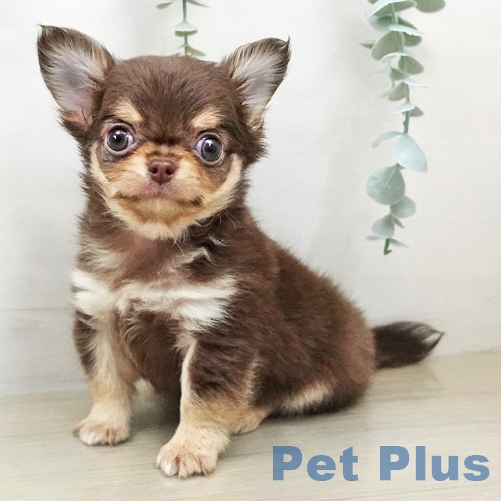 神奈川県のチワワ(ロング) (ペットプラス ゆめが丘ソラトス店/2025年8月27日生まれ/男の子/チョコレートタン)の子犬の2枚目の画像
