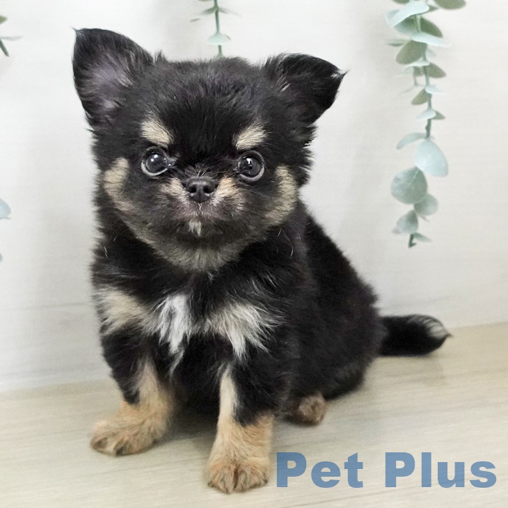 埼玉県のチワワ(ロング) (ペットプラス コクーンシティ店/2025年8月30日生まれ/男の子/ブラックタン)の子犬の1枚目の画像