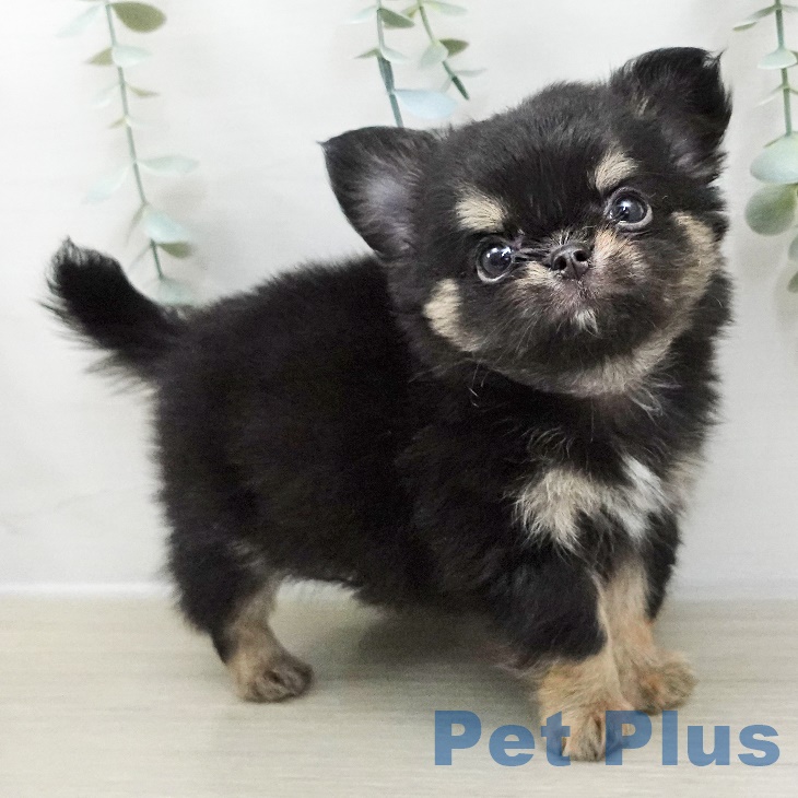 埼玉県のチワワ(ロング) (ペットプラス コクーンシティ店/2025年8月30日生まれ/男の子/ブラックタン)の子犬の2枚目の画像