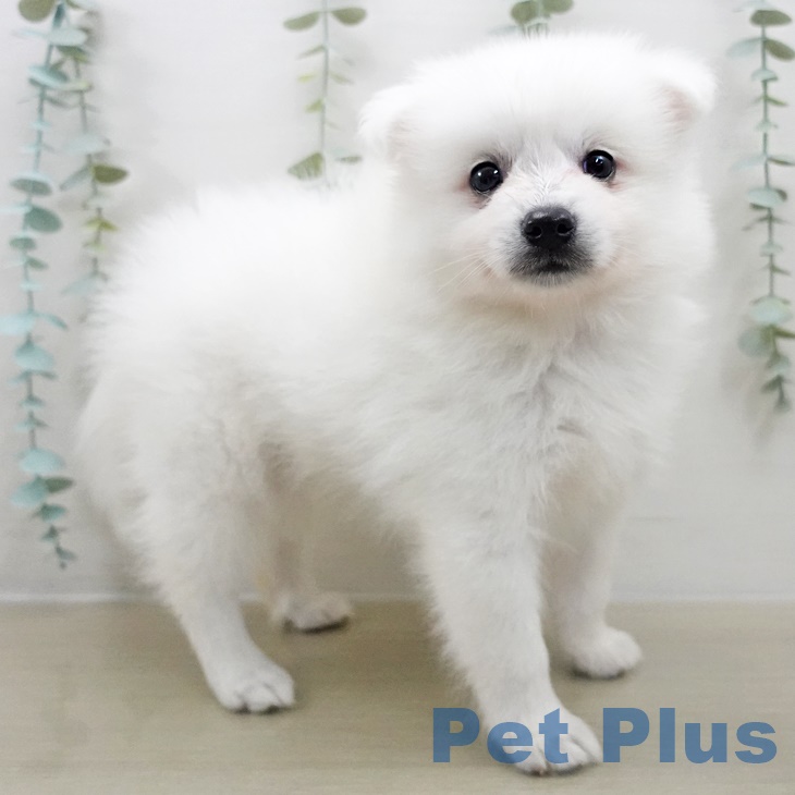 埼玉県の日本スピッツ (ペットプラス 羽生店/2025年8月26日生まれ/男の子/ホワイト)の子犬