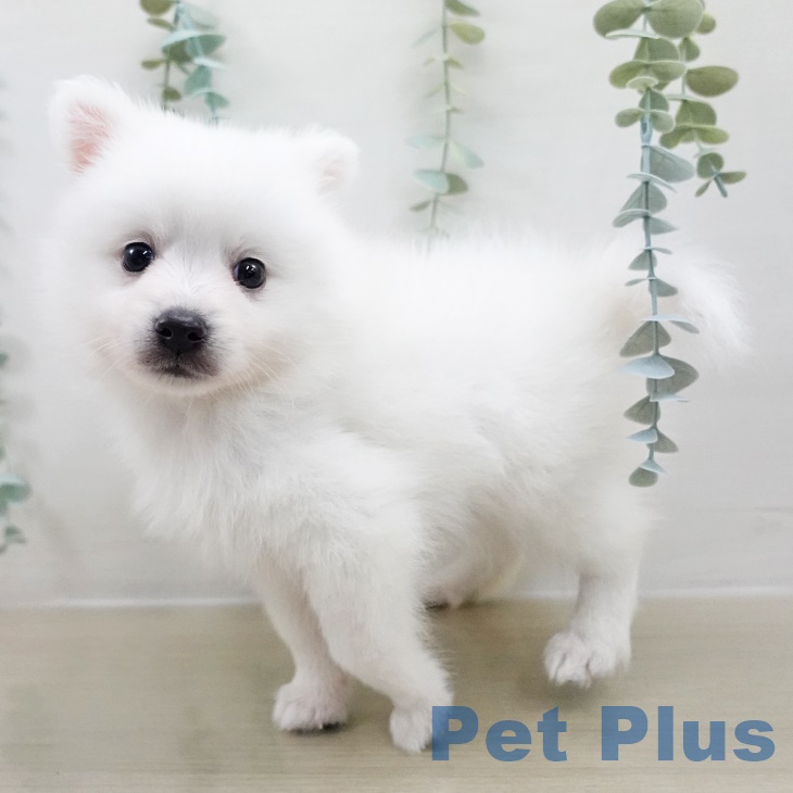 日本スピッツの写真2