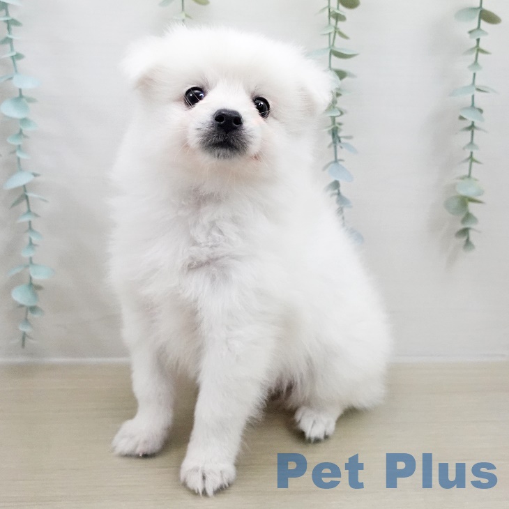 埼玉県の日本スピッツ (ペットプラス ららぽーと富士見店/2025年8月26日生まれ/女の子/ホワイト)の子犬