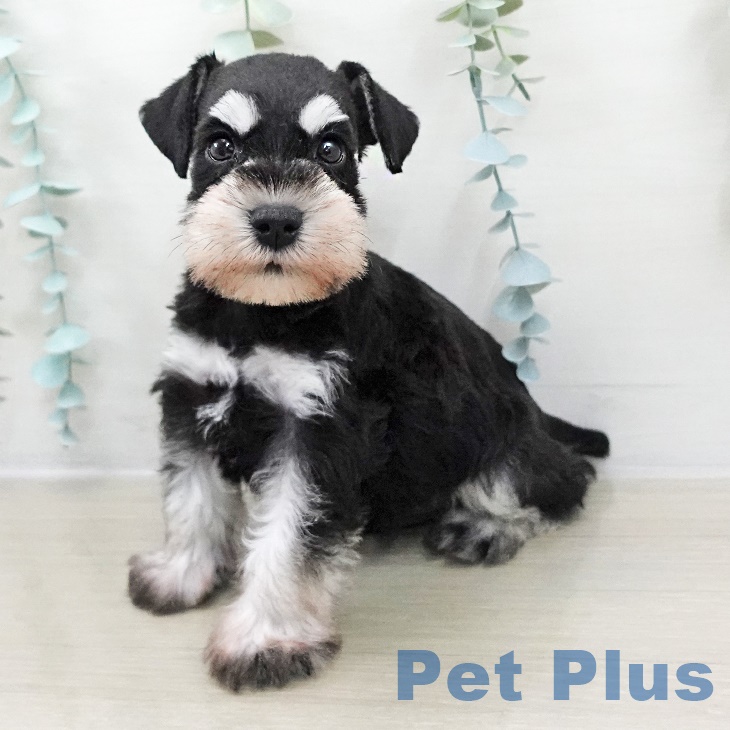 東京都のミニチュアシュナウザー (ペットプラス アクアシティお台場店/2025年8月27日生まれ/男の子/ブラックシルバー)の子犬の1枚目の画像